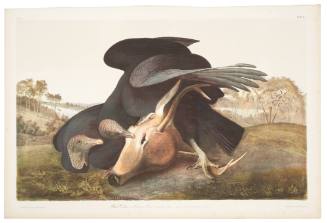 Black Vulture or Carrion Crow