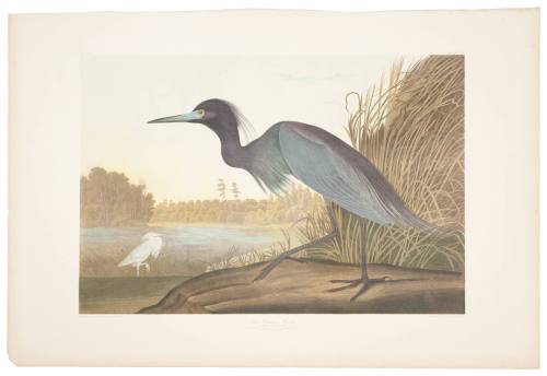 Blue Crane or Heron