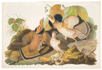 Ruffed Grouse