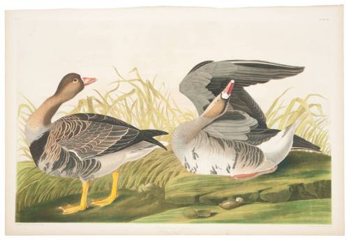 White-Fronted Goose