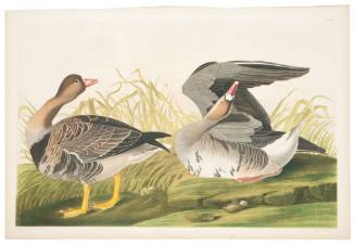 White-Fronted Goose
