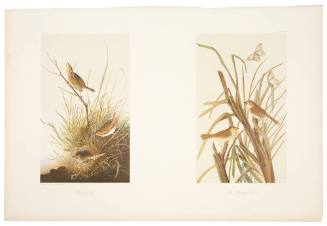 Sharp-Tailed Finch and MacGillivray's Finch