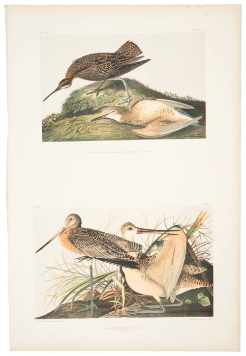 Esquimaux Curlew and Great Marbled Godwit