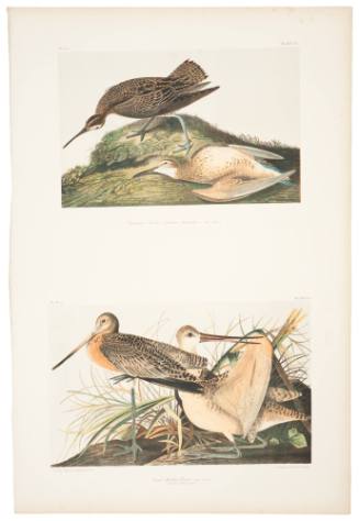 Esquimaux Curlew and Great Marbled Godwit
