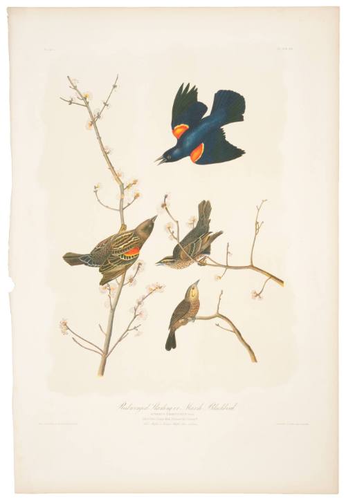 Red Winged Starling or Marsh Blackbird