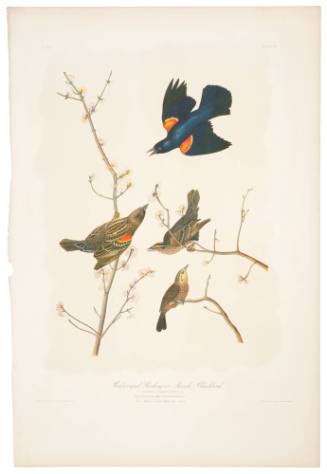 Red Winged Starling or Marsh Blackbird