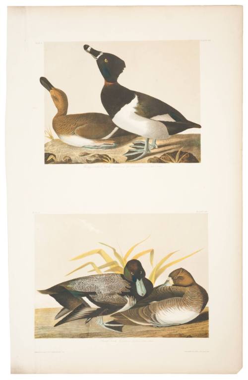 Ring-Necked Duck and Scaup Duck