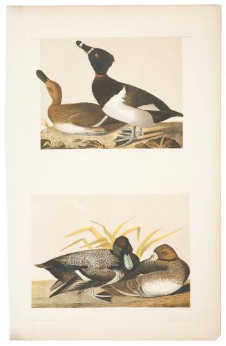 Ring-Necked Duck and Scaup Duck