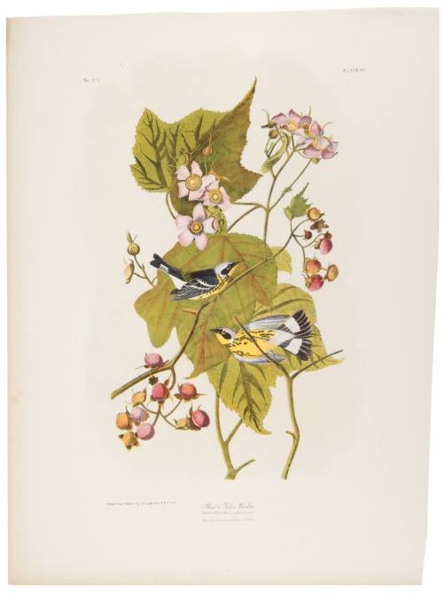 Black and Yellow Warbler