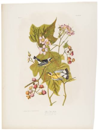 Black and Yellow Warbler