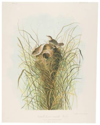 Nuttals Lesser-Marsh Wrens
