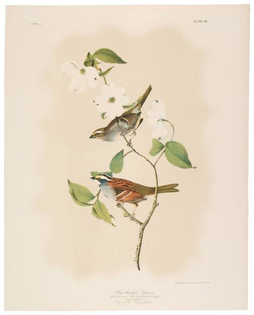 White Throated Sparrow