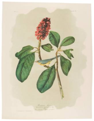 Bonaparte's Flycatcher