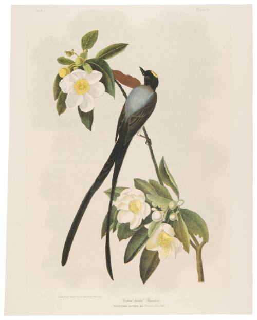 Fork-Tailed Flycatcher