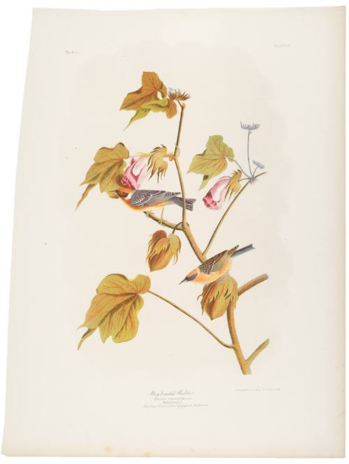 Bay-Breasted Warbler