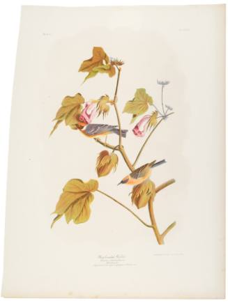 Bay-Breasted Warbler