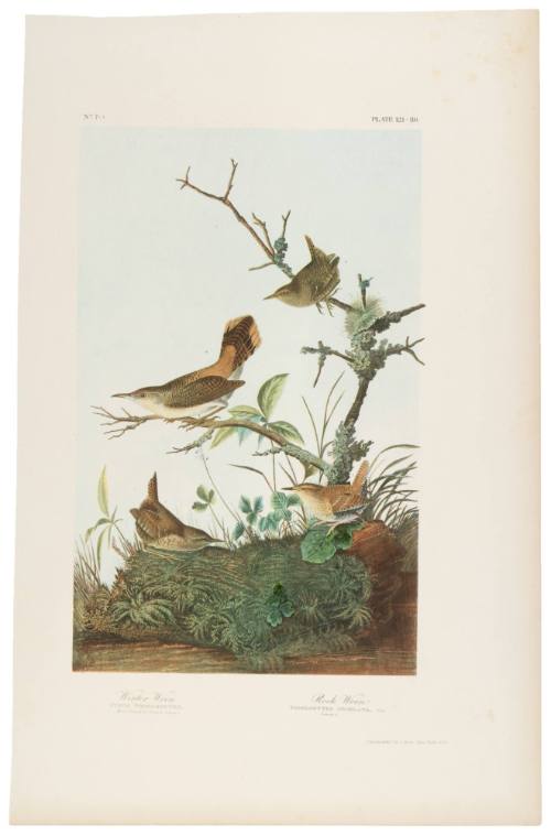 Winter Wren and Rock Wren