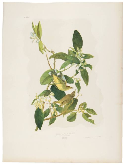 Yellow Red Poll Warbler