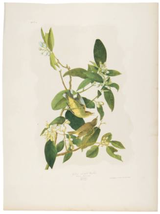 Yellow Red Poll Warbler