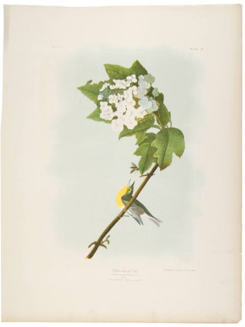 Yellow-Throated Vireo