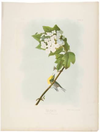 Yellow-Throated Vireo