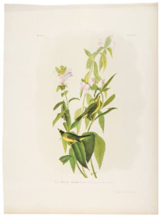 Green Black-Capt Flycatcher