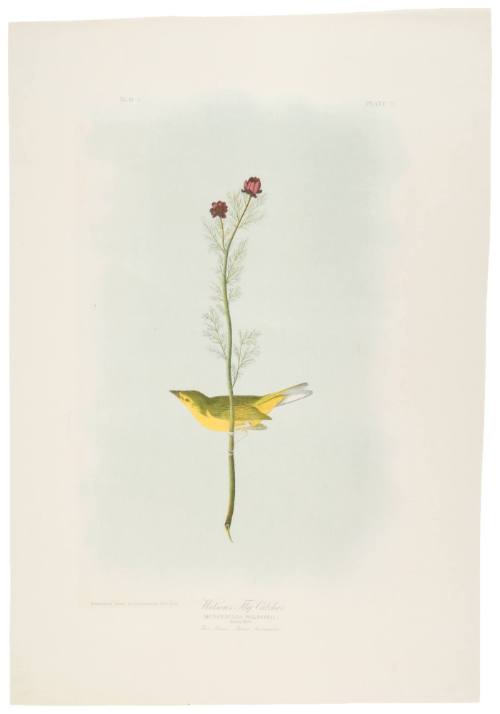 Wilson's Fly Catcher