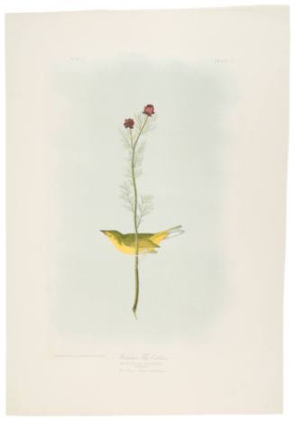 Wilson's Fly Catcher