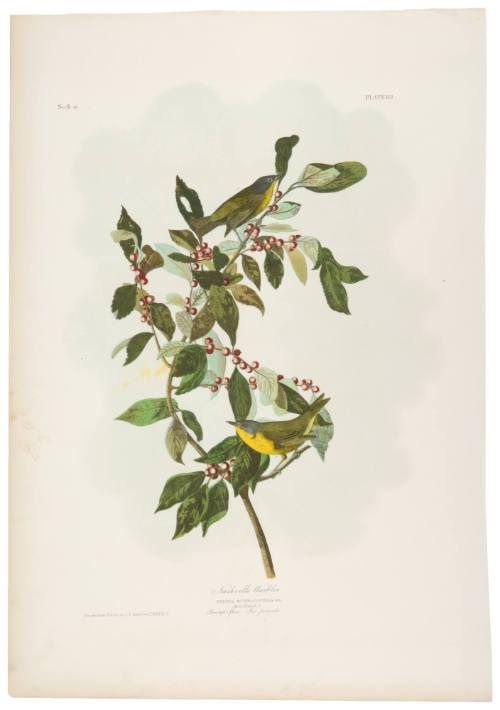 Nashville Warbler