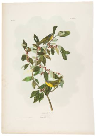 Nashville Warbler