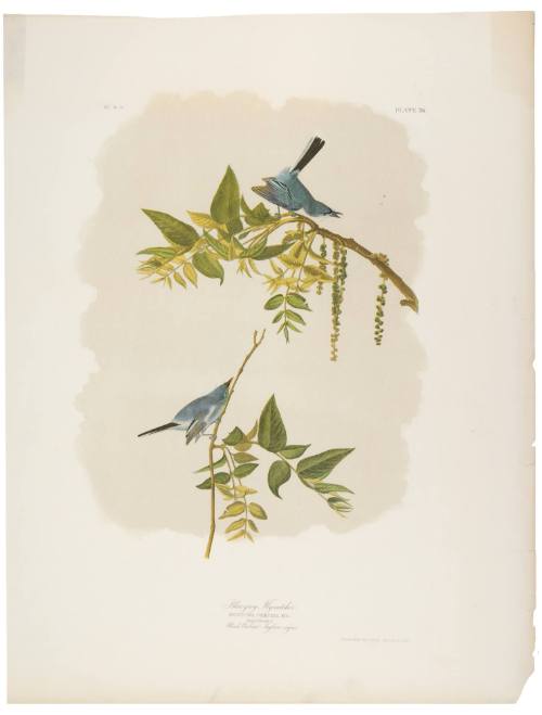 Blue-Grey Fly-Catcher