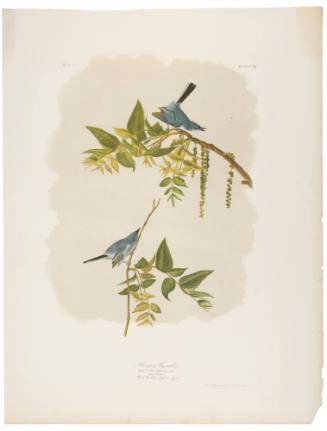 Blue-Grey Fly-Catcher