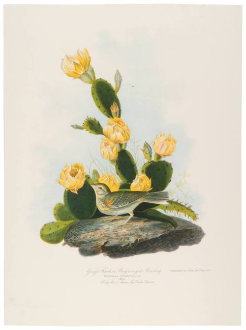 Grafs Finch, or Bay-Winged Bunting