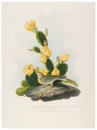 Grafs Finch, or Bay-Winged Bunting