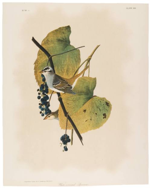 White-Crowned Sparrow