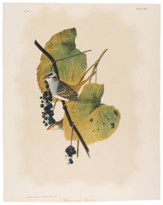 White-Crowned Sparrow