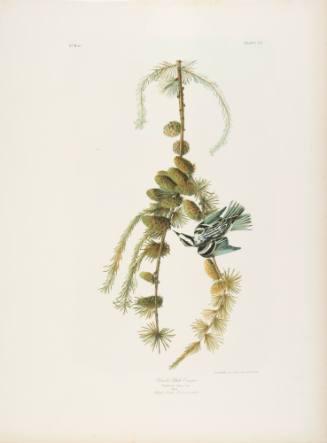 Black and White Creeper