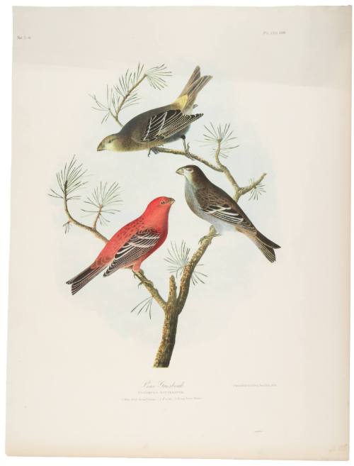 Pine Grosbeak