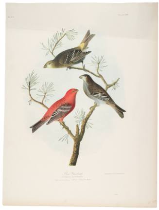 Pine Grosbeak