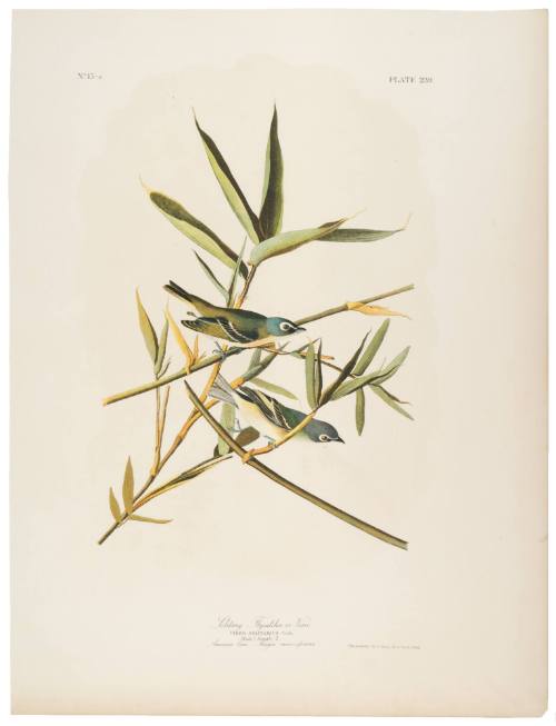 Solitary Flycatcher or Vireo