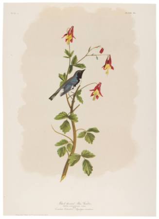 Black-Throated Blue Warbler