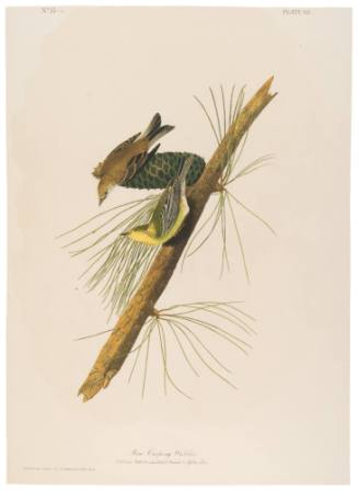 Pine Creeping Warbler