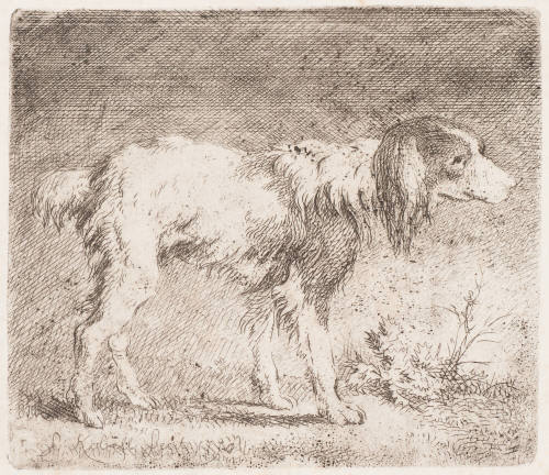 Untitled - Dog Identified as Setter