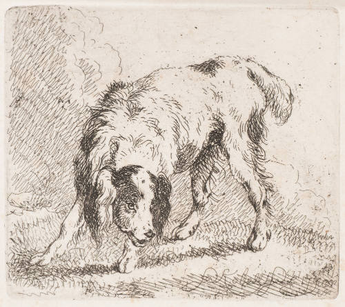 Untitled - Dog Identified as Setter