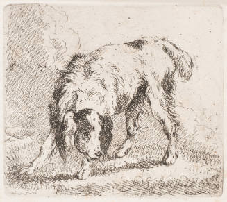 Untitled - Dog Identified as Setter