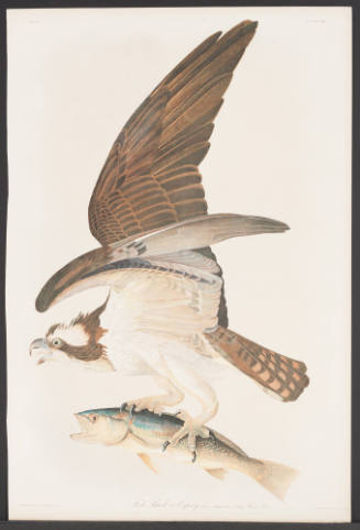 Fish Hawk or Osprey