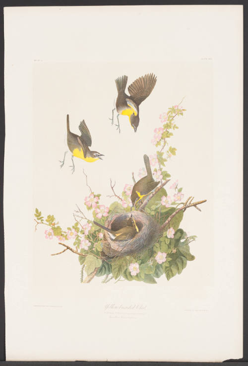 Yellow-Breasted Chat