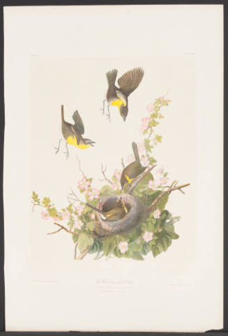 Yellow-Breasted Chat