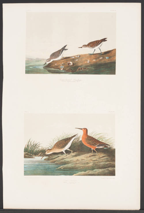 Semipalmated Sandpiper and Curlew Sandpiper