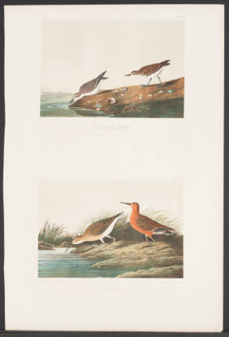 Semipalmated Sandpiper and Curlew Sandpiper